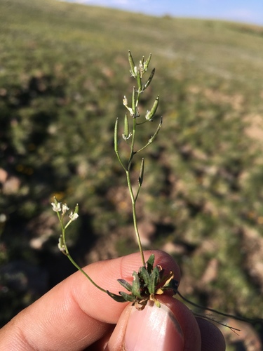 Draba fladnizensis, photograph 6