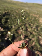 Draba fladnizensis