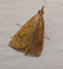 Udea ferrugalis
