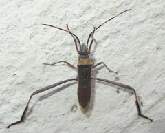 Hypselopus gigas