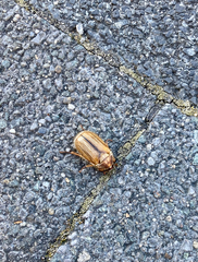 Amphimallon solstitiale