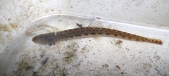 Cobitis elongatoides