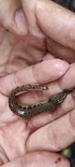 Cobitis elongatoides