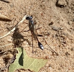 Ammophila bechuana