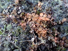 Epilobium komarovianum