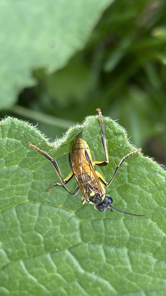 Tenthredo vestita