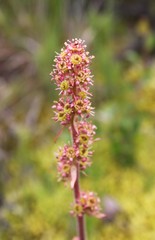 Micranthes hieraciifolia