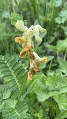 Vicia balansae