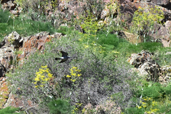 Columba palumbus casiotis