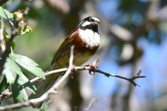 Emberiza stewarti