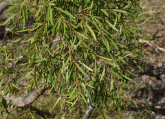 Melaleuca citrolens