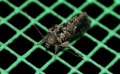 Ctenoplusia furcifera