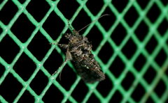 Ctenoplusia furcifera