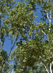 Corymbia confertiflora