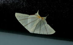 Ourapteryx marginata