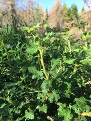 Ribes montigenum