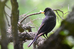 Myophonus caeruleus temminckii