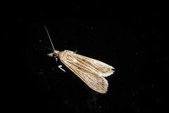 Eudonia atmogramma