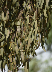 Amyema biniflora