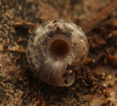 Archiropa architectonica