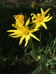 Senecio amplectens amplectens