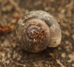 Archiropa architectonica