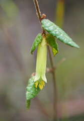 Correa reflexa lobata