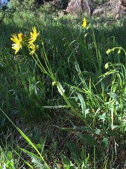 Senecio amplectens amplectens