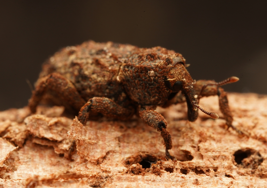 Poropterus mollis