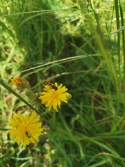 Episyrphus balteatus