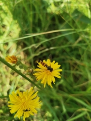 Episyrphus balteatus