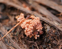 Ramaria australiana
