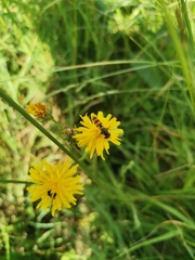 Episyrphus balteatus