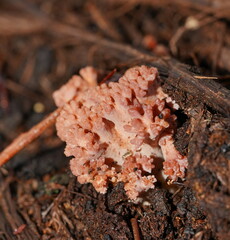 Ramaria australiana
