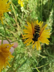 Chrysotoxum
