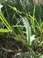 Senecio amplectens amplectens