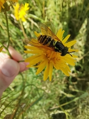Chrysotoxum