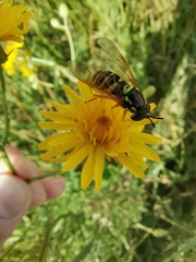 Chrysotoxum