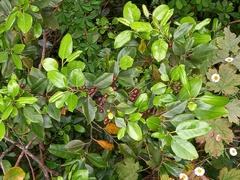 Rhamnus glandulosa