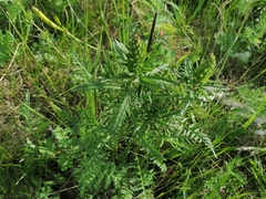 Pedicularis striata
