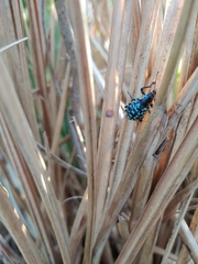 Eupyrgops waltonianus