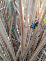 Eupyrgops waltonianus