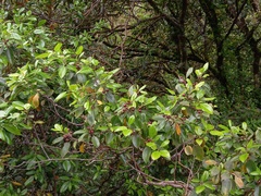 Rhamnus glandulosa
