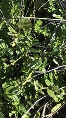Lobelia concolor