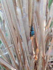 Eupyrgops waltonianus