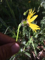 Senecio amplectens amplectens