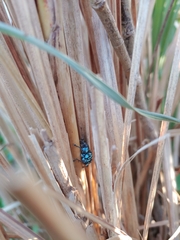 Eupyrgops waltonianus