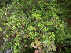 Rhamnus glandulosa