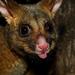 Brushtail Possums - Photo (c) Jes, some rights reserved (CC BY-SA)