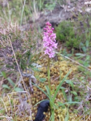 Gymnadenia borealis